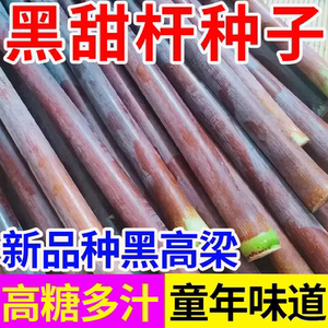 
Black-skinned sweet stem seeds with high sugar content and sufficient juice can be planted in small vegetable gardens in spring, summer and autumn for sowing fruit seeds.