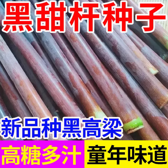 
Black-skinned sweet stem seeds with high sugar content and sufficient juice can be planted in small vegetable gardens in spring, summer and autumn for sowing fruit seeds.