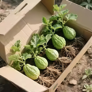 High -yield bergamot melon planting seedlings spring and summer planting bergamot melon seedlings, garden courtyards, gardening can grow bergamoty buds
