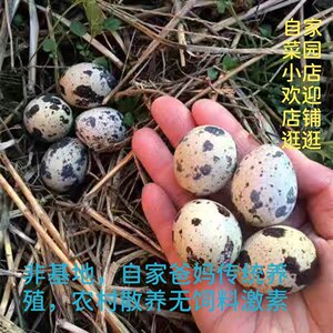 
Small quail eggs farmhouse grain feeding now picks up healthy and highly nutritious food supplement for pregnant women, babies and the elderly
