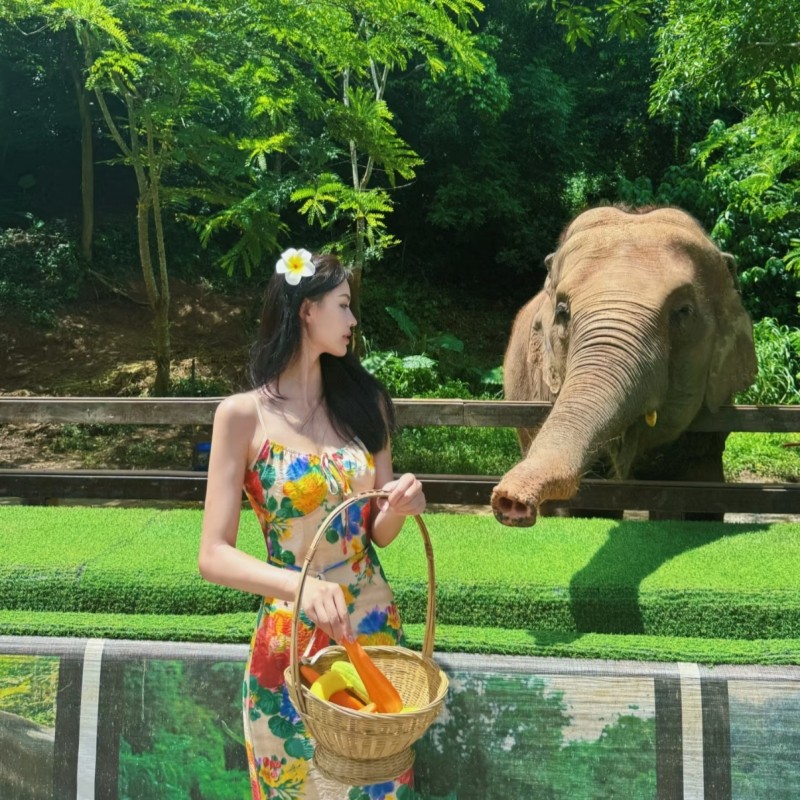 西双版纳纯玩一日游野象谷+原始森林公园纯玩一日游