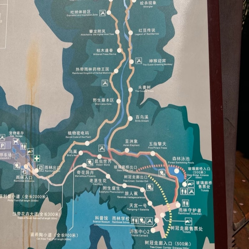 西双版纳望天树纯玩一日游含套票探秘雨林