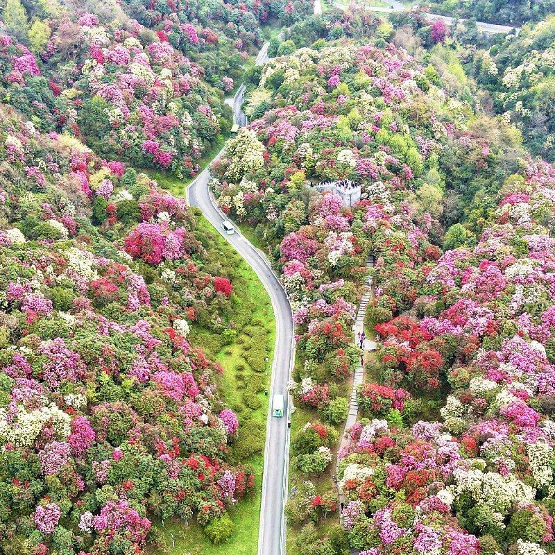 百里杜鹃1日 纯玩 可选小团 贵阳 毕节 多套餐可选