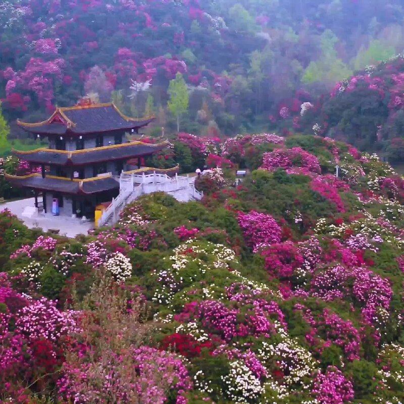 百里杜鹃1日 纯玩 可选小团 贵阳 毕节 多套餐可选