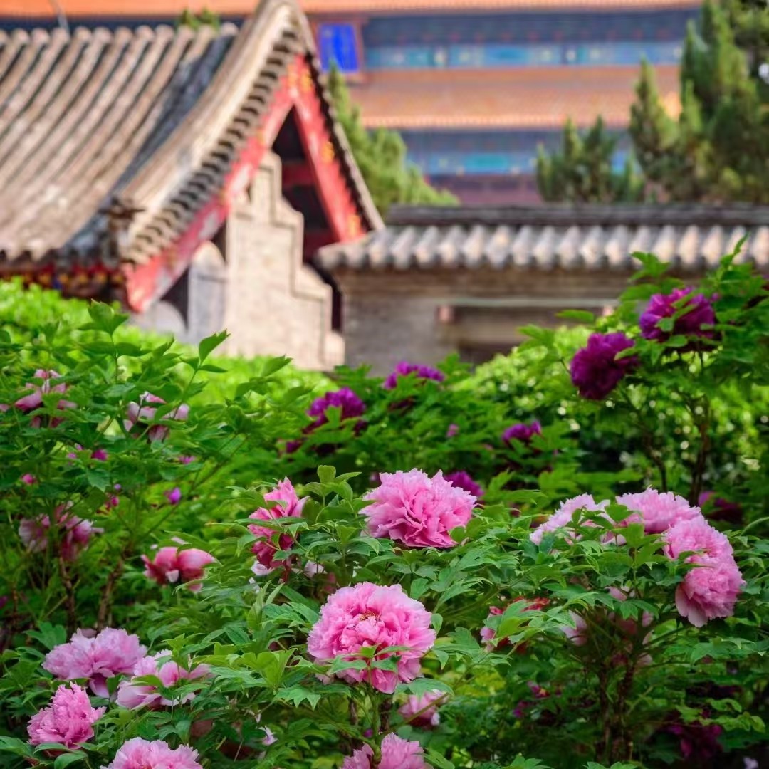 河南洛阳白马寺人工讲解一日游