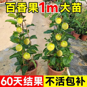 
[Four Seasons Results] No. 9 Golden Passion Fruit Seedling Grafted Seedling Large Miao Tainong Purple Honey Fragrant Tree Garden Climbing Vine