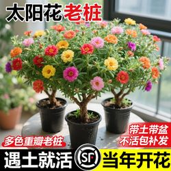 Perennial sun potted flowers are easy to maintain and maintain in old piles