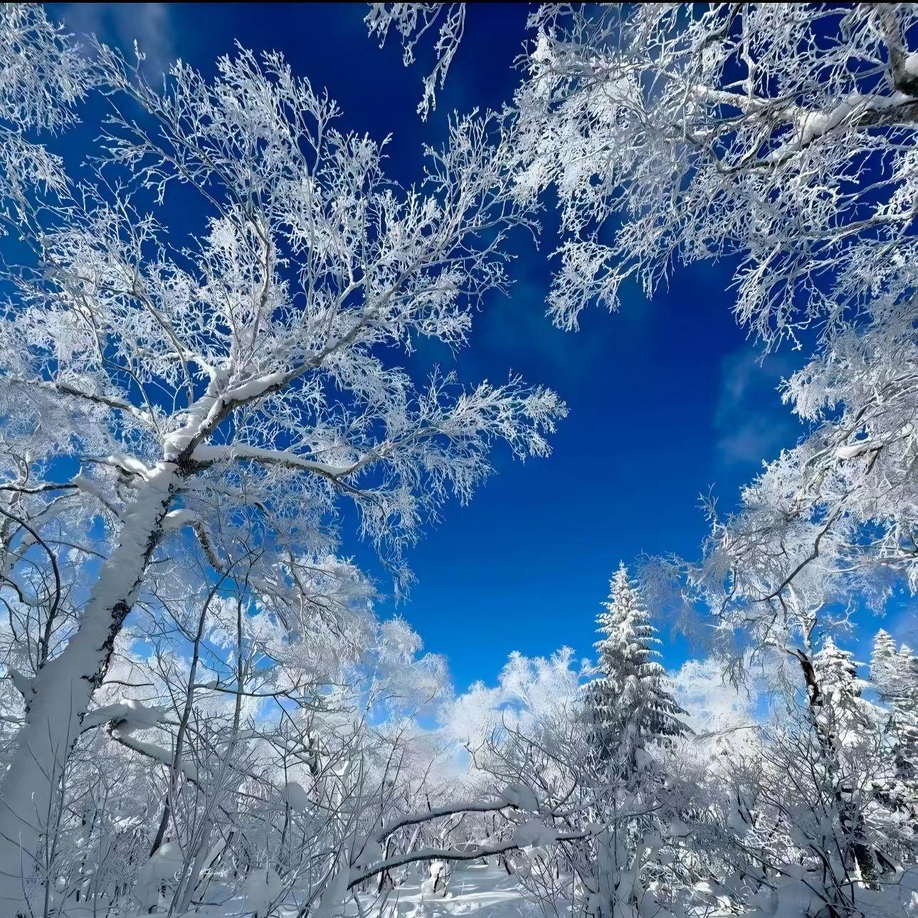 【6-12人小包团】【一价全含】长白山起止雪乡纯玩两日游