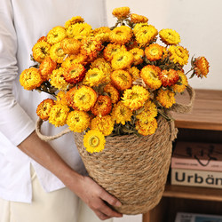 Yunnan Daisy Dried Flower Bouquet Living Room Decoration Natural Air-Dried Real Flowers Vase Arrangement Living Room Decorations Ornaments