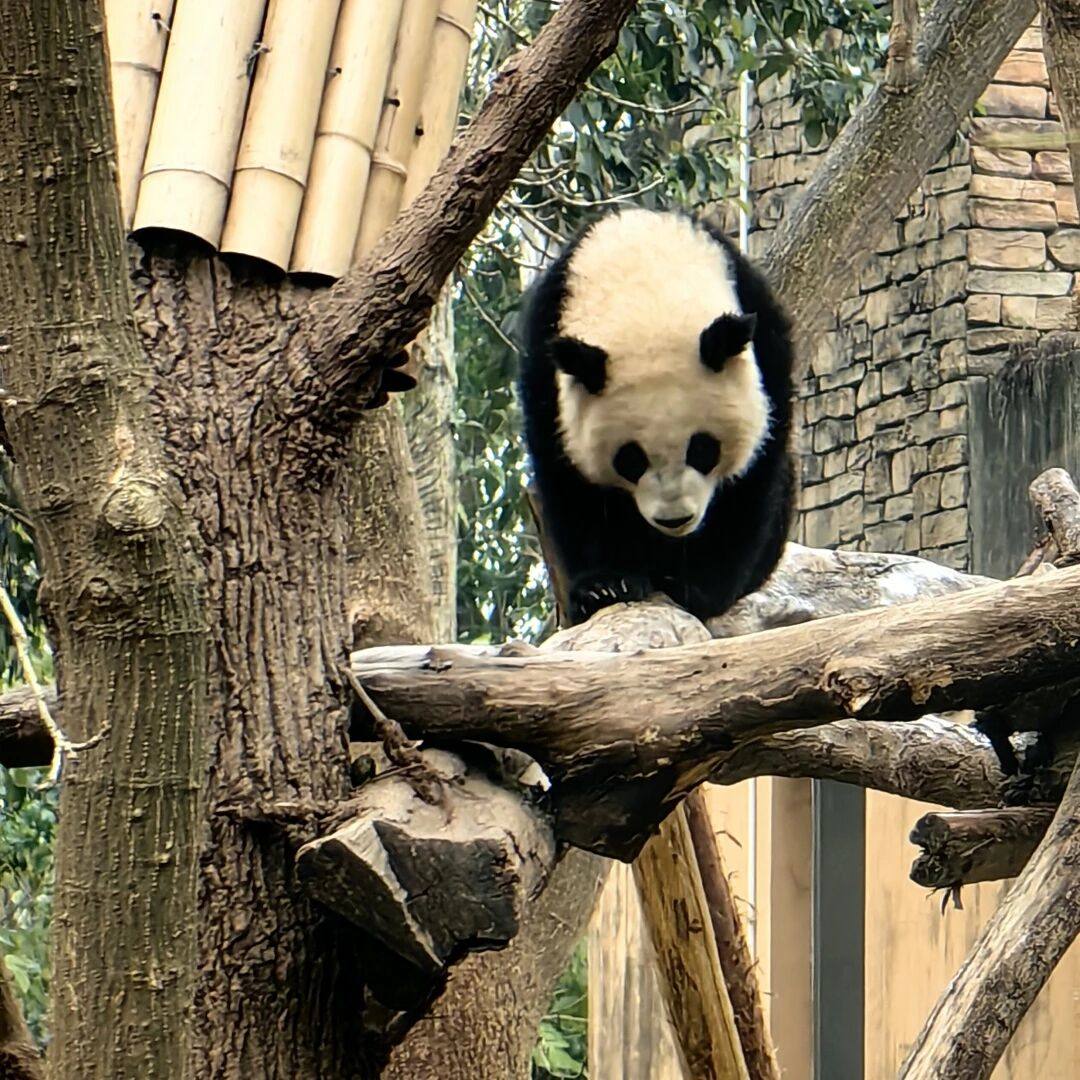 四川旅游 6天5晚 成都/九寨沟/熊猫乐园/黄龙/松州古城 0购物
