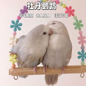 High -end characteristic peony parrot pornographic live birds suitable for pets with hand -raising loved one
