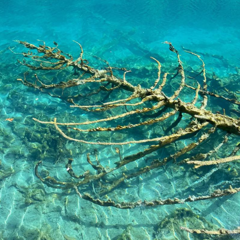 重庆成都九寨沟六日游 川渝连线九寨沟黄龙6天5晚跟团可选20人团