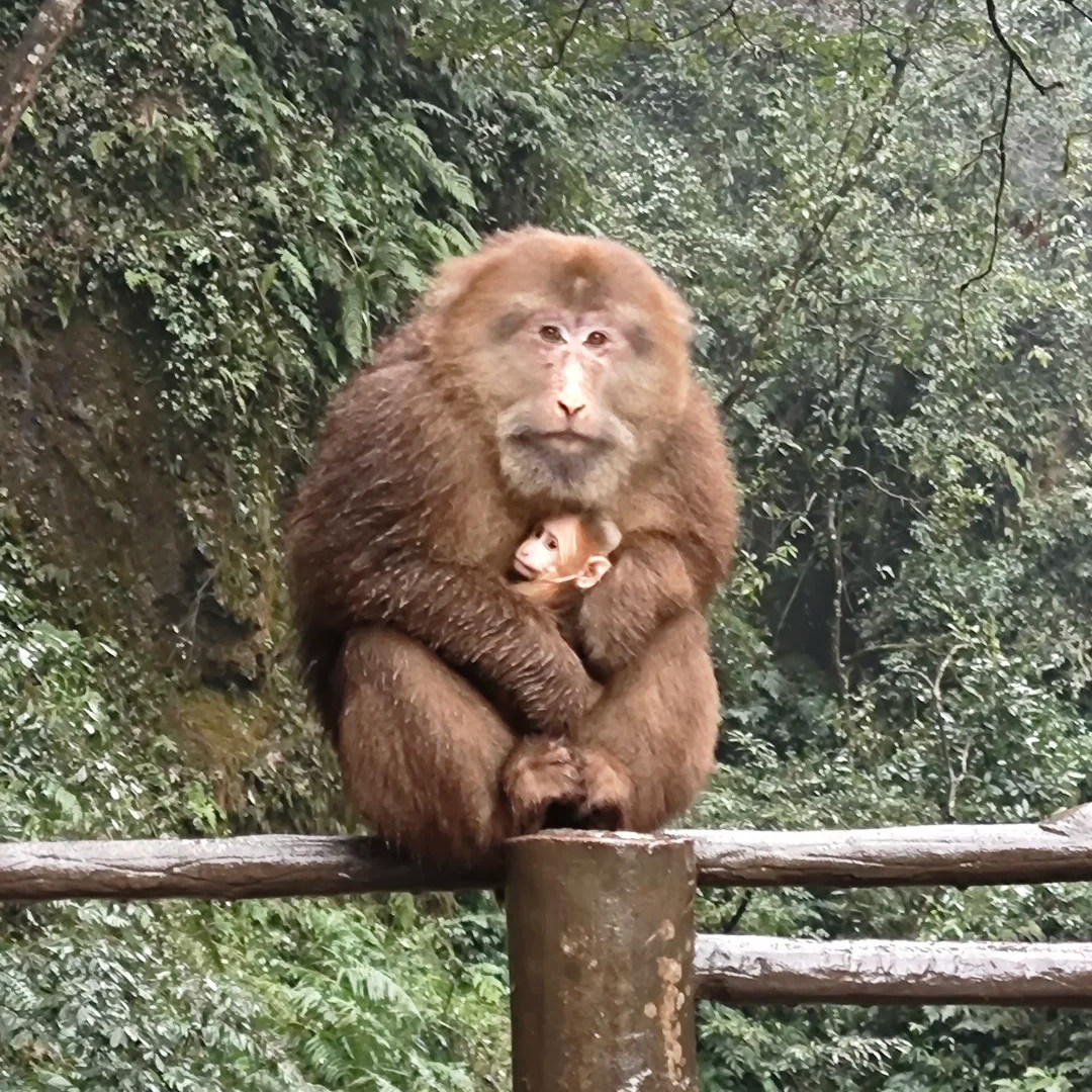 成都+峨眉山六日游 都江堰青城山武侯祠杜甫草堂熊猫基地6天5晚游