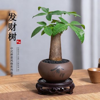 
Money tree indoor easy maintenance lazy desktop antique potted flowers and green plants foliage drought-resistant new