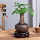 
Money tree indoor easy maintenance lazy desktop antique potted flowers and green plants foliage drought-resistant new