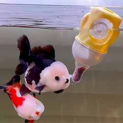 Good News for Fish Enthusiasts! Special Pet Feeding Bottle for Ranchu Goldfish, Small Ornamental Fish Feeding Cup, Anti-Drift Feeding Holder