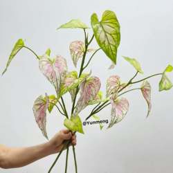 Cross-border supply of artificial plants 3D taro leaves 3D perilla 3D anthurium plant wall flower flower arrangement pot artificial flowers