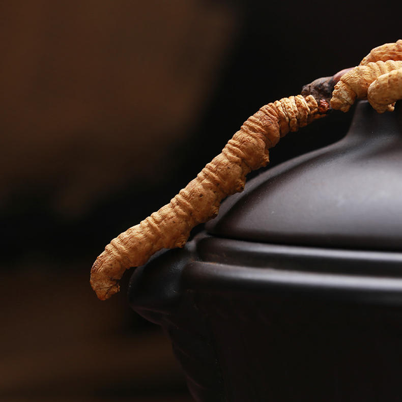 常吃冬虫夏草提升精力抗疲劳,越来越健康(图1) 常吃冬虫夏草提升精力抗疲劳,越来越健康(图1)