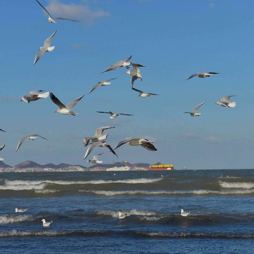 烟台2天1晚跟团游 蓬莱阁+长岛-全季酒店