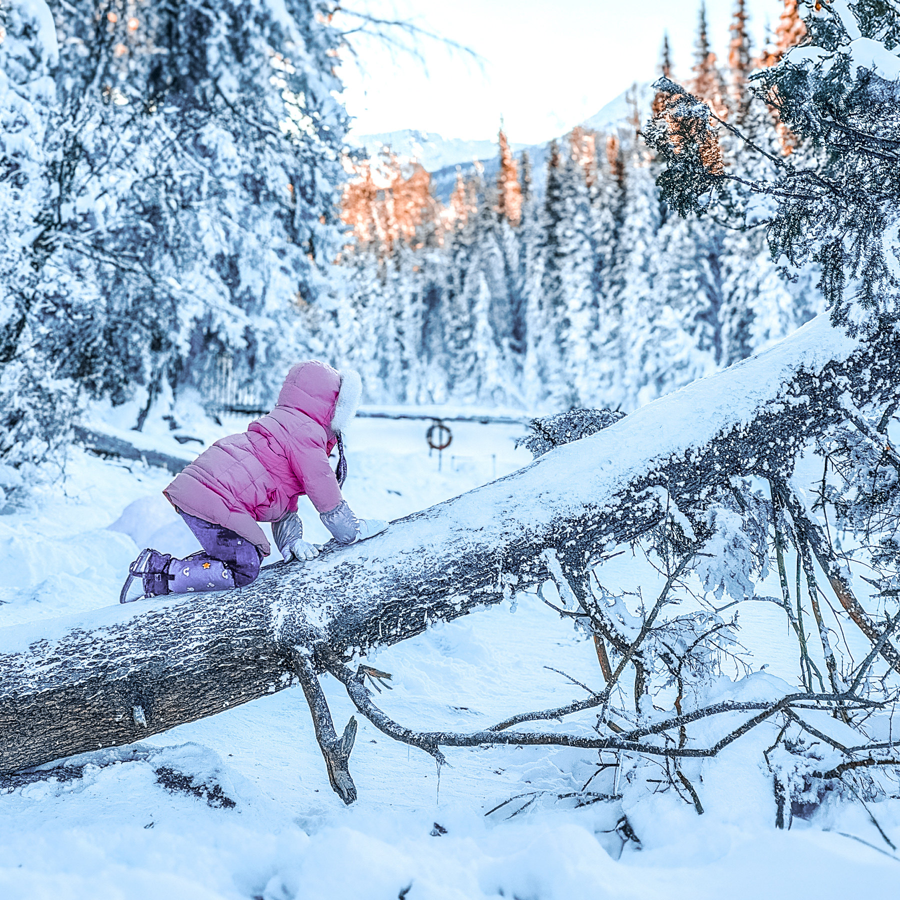 3晚木屋1+1头等舱阿勒泰往返深度游 新疆北疆旅游白哈巴纯玩6日游