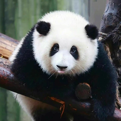 机票+成都+熊猫基地+都江堰+青城山+三星堆博物馆5天4晚专车自由