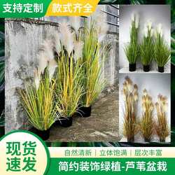 Simulated reeds, pampas, grass, fake green plants, floor-standing ornaments, decorative artificial plants, simulated reeds, flowers, green plants, potted plants