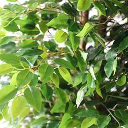 Simulated green plant banyan tree office hotel simulated tree landscape high imitation fake tree plant potted artificial banyan tree