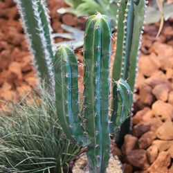 High simulation cactus artificial plant indoor decoration simulation green plant home furnishings potted fake cactus