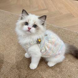 Pet Clothes Autumn and Winter Colorful Knitted Sweater Suspender Skirt Dog Cat Warm Sweater Gold Gradient Ragdoll Cat