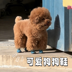 Cute Dog Shoes, Set of 4, Lightweight and Comfortable, Waterproof and Non-Slip Pet Shoe Covers for Teddy, Bichon, Small and Large Dogs