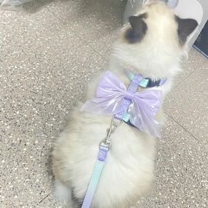 Cat traction rope defense breaks out of special artifacts for special artifacts to walk cat ropes, rabbits, dog chain adjustable pet supplies
