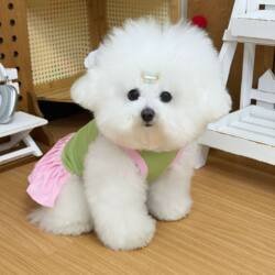 Pet Clothes, Casual and Comfortable, Cute Color-Blocked Couple Outfits for Dogs and Cats, Pink and Green Skirts, Breathable Short Sleeves