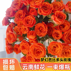 
[Dounan Straight Hair] Orange Barbie-Multiple Roses Home Ornamental Kunming Fresh Cut Flowers Water-grown Flower Materials