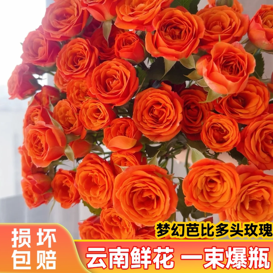 
[Dounan Straight Hair] Orange Barbie-Multiple Roses Home Ornamental Kunming Fresh Cut Flowers Water-grown Flower Materials