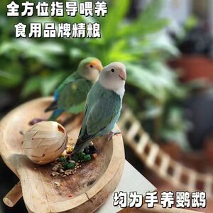 High -end characteristic peony parrot pornographic live birds suitable for pets with hand -raising loved one

