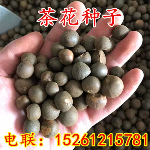 特價綠茶種子 茶種子 茶樹種子 茶葉種子 茶樹籽 綠茶籽 包發芽