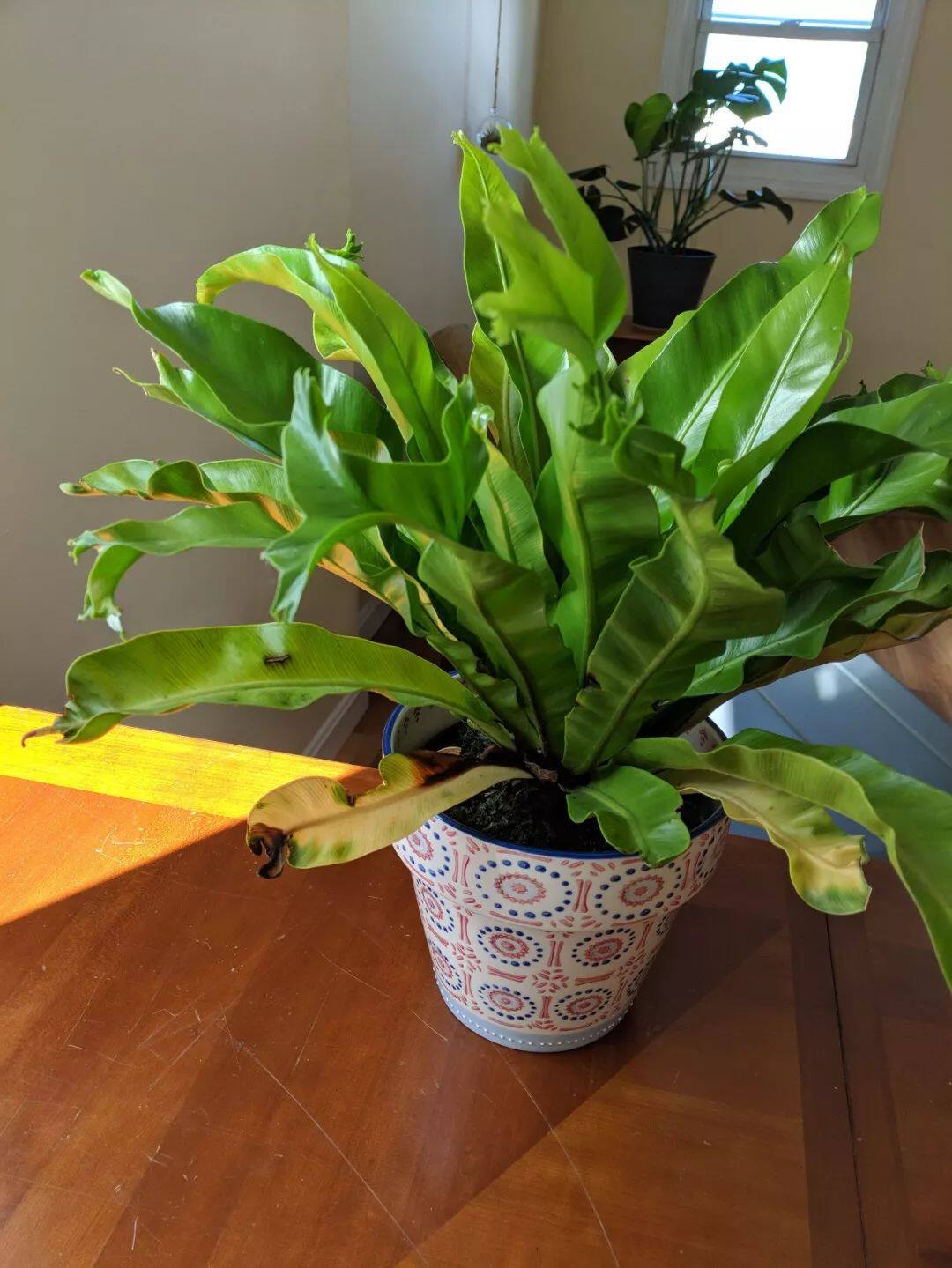 在遮阴处好生长的鸟巢蕨,能养成吊盆植物 - 美优享 - 美丽优品分享好