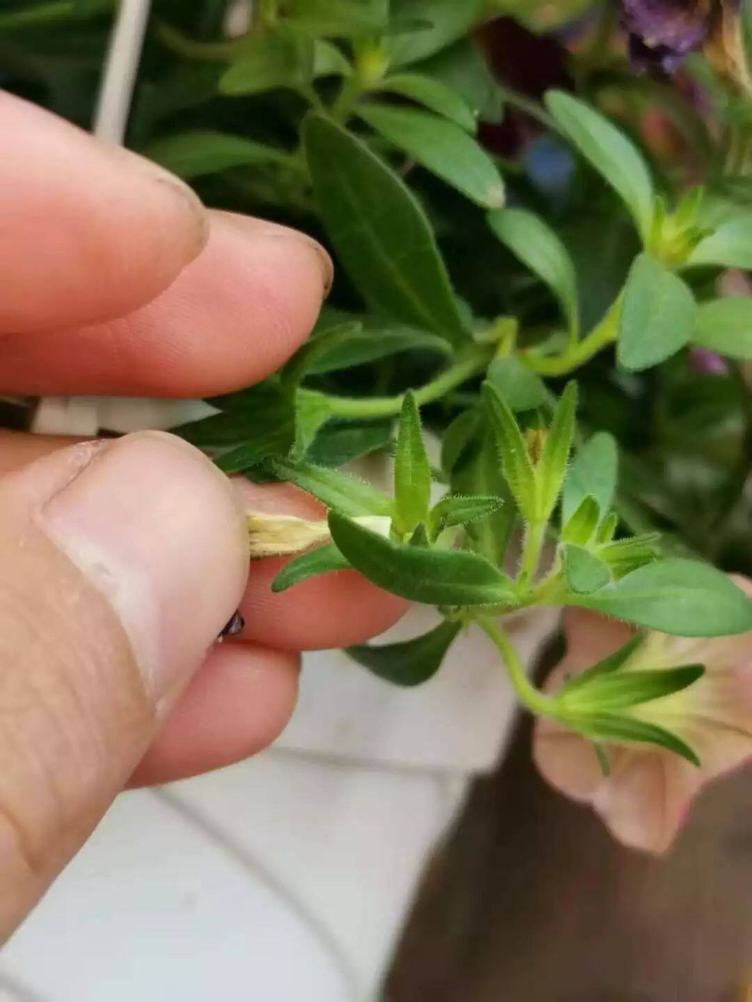 矮牵牛在花开旺盛的时候要进行适当修剪 - 美优享 - 美丽优品分享好站