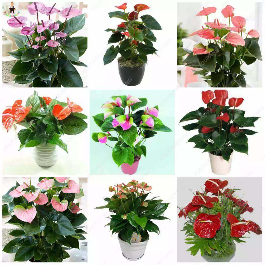 如果你想要繁殖红掌,一般都是用分株繁殖的方法来培育,红掌生长两三年