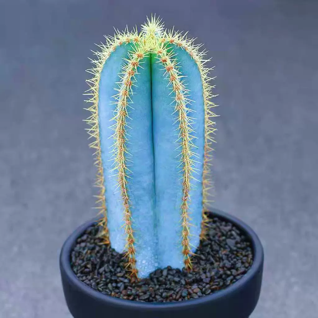 蓝柱仙人掌蓝衣柱龙神木开花实生室内阳台办公室盆栽防辐射