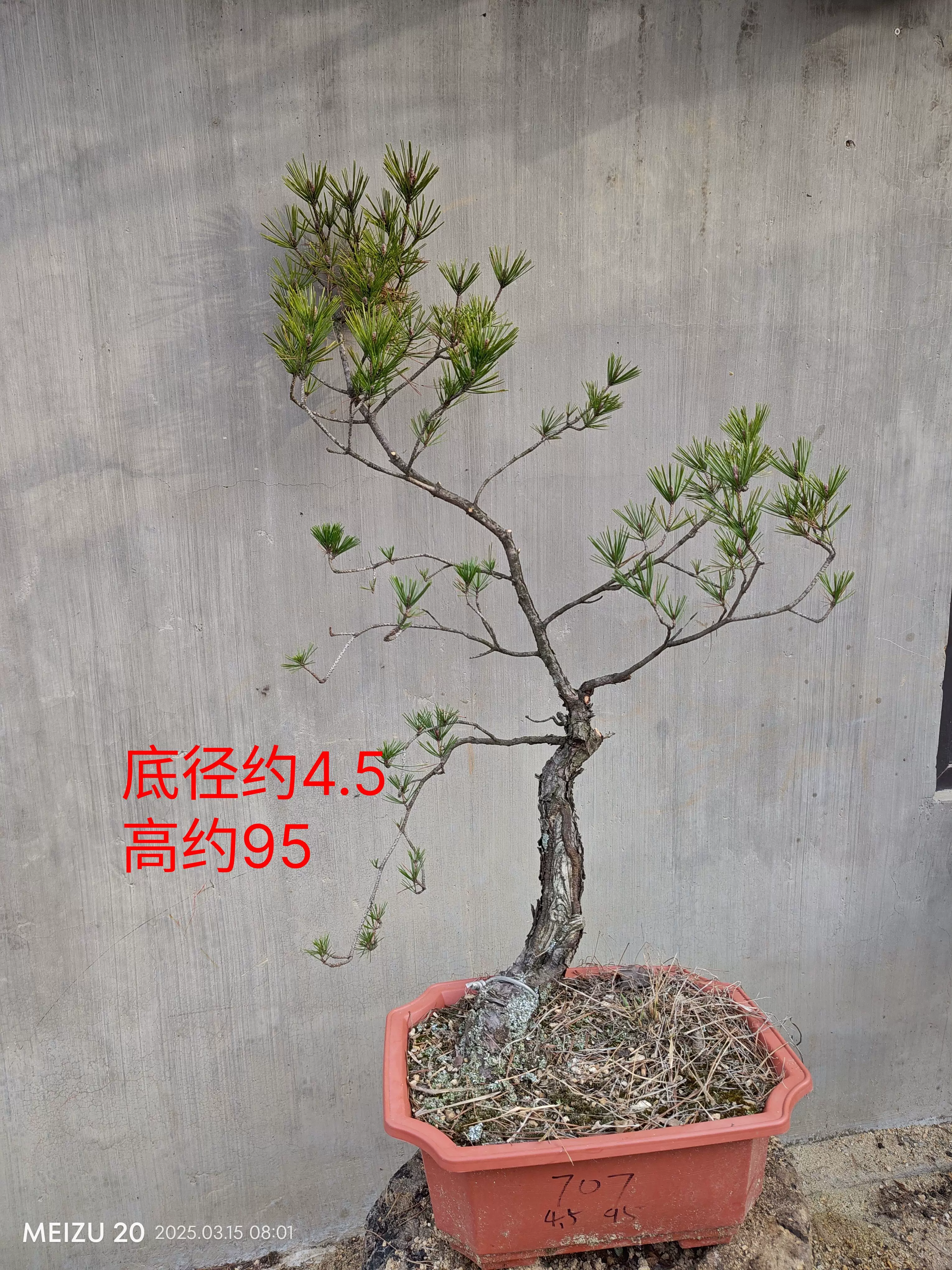 三河赤松文人盆栽