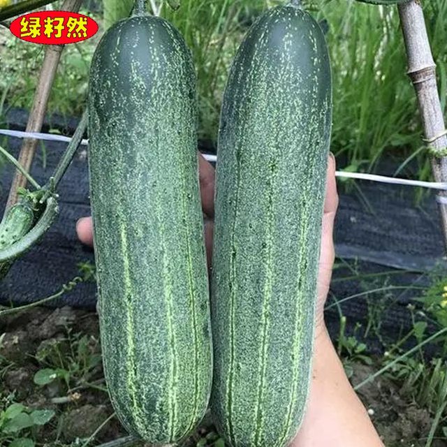 Huaqing big hanging melon seeds spring and summer big cucumber heat ...