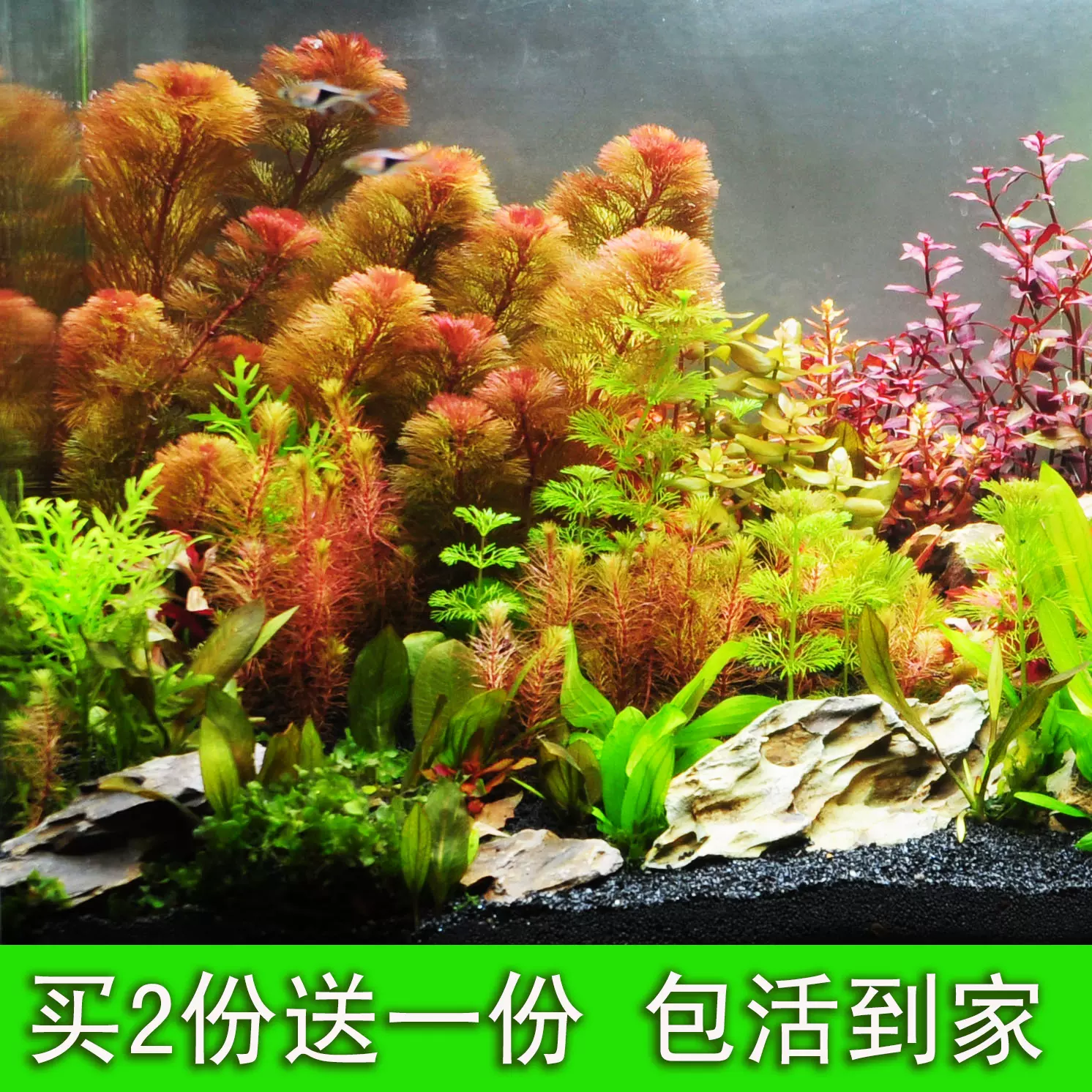 水草植物鱼缸懒人造景装饰增氧淡水四季活体真阴性水生