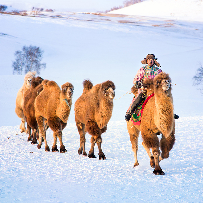 游侠客亲子坝上雪原6日乌兰布统+崇礼滑雪+古北水镇跟团游