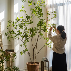 Artificial Green Plant Hanging Bell, Simulated Plant, Horse-Dranker Tree, Indoor Decoration, High-End Living Room Fake Tree, Floor-Standing Ornament