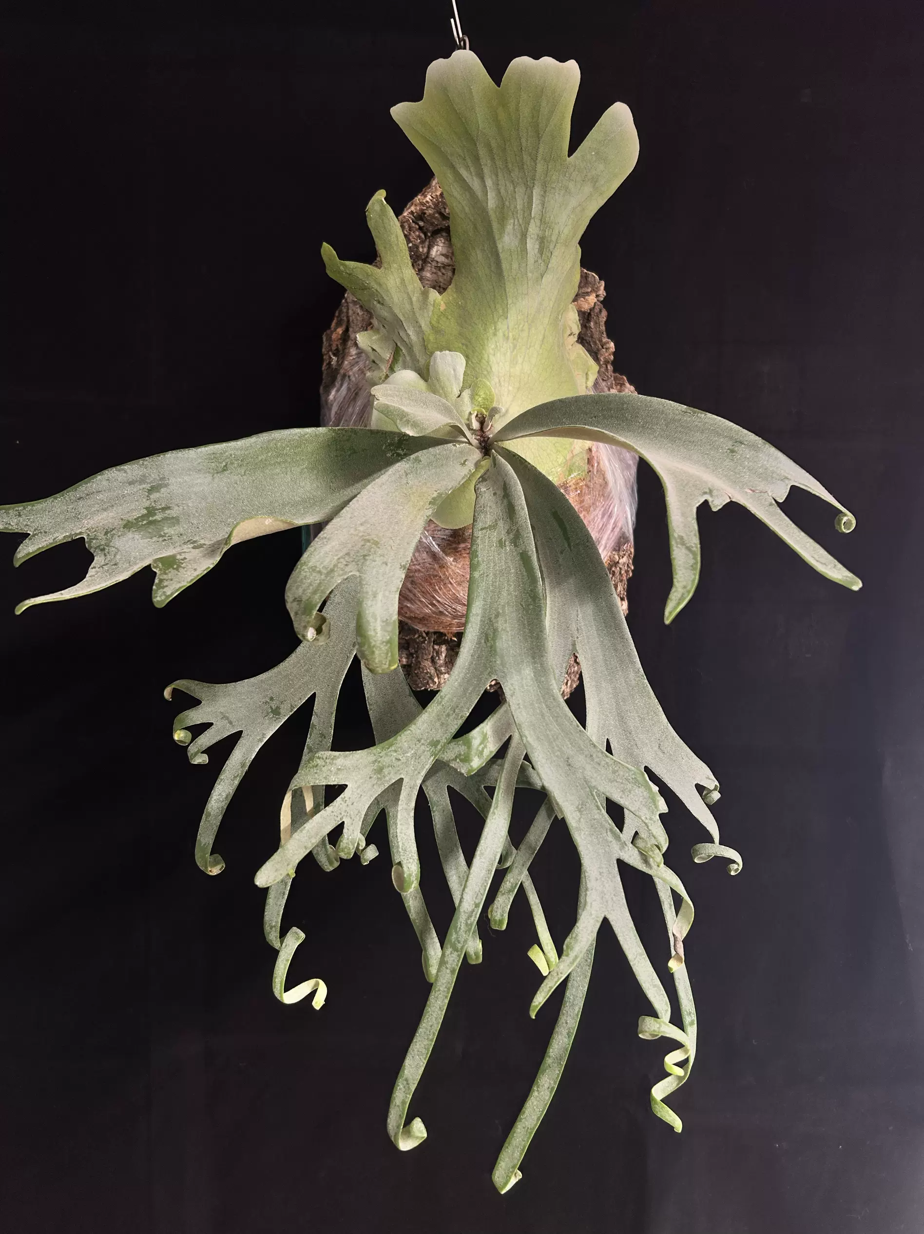 P. willinckii scofield tatsuta 幼苗 14（14ビカクシダ
