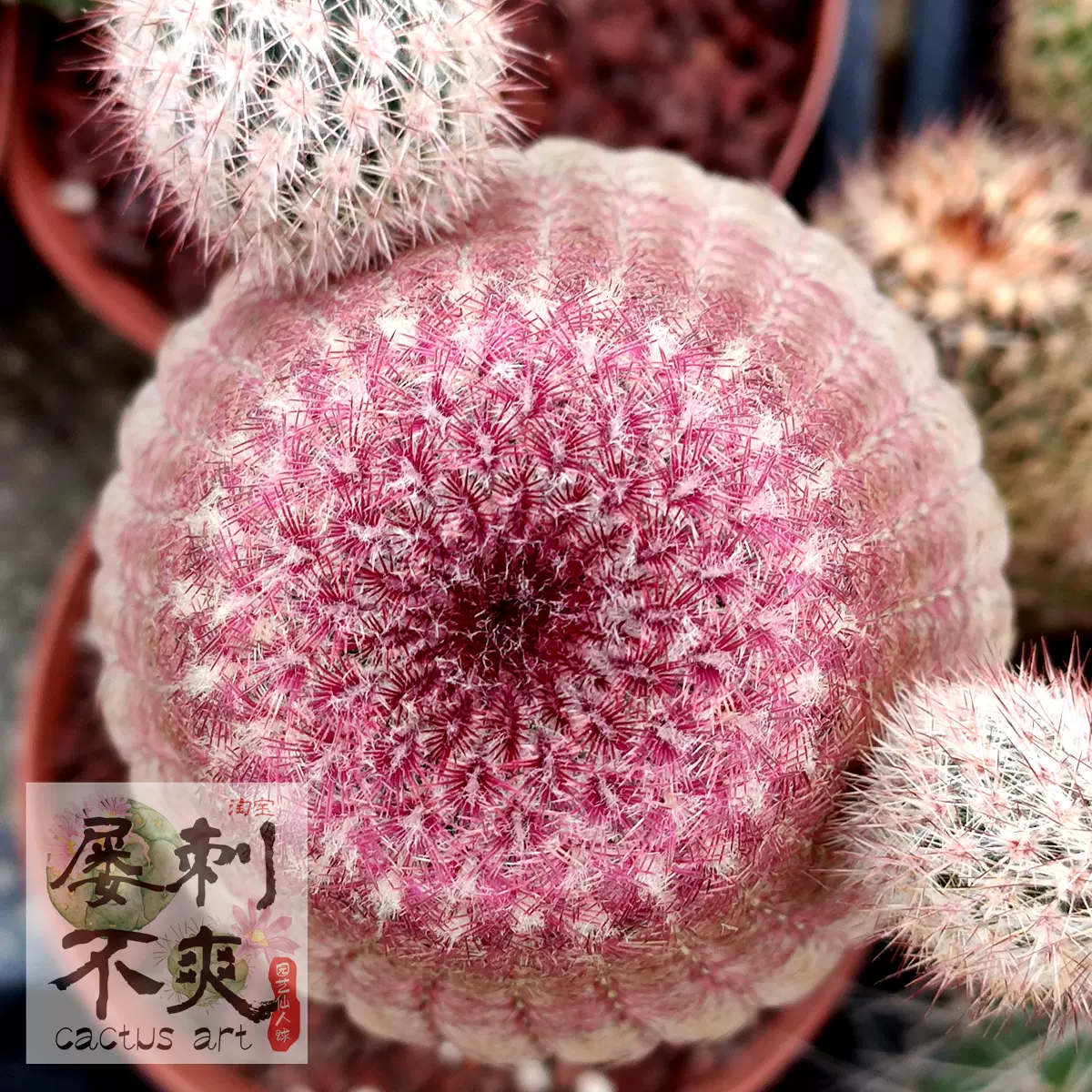 新收鹿角柱紫太陽紅太陽種子echinocereuspectinatus多肉仙人球 Taobao