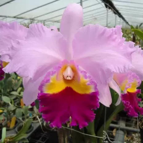 洋蘭原種アリ植物Myrmecophila tibicinis 大株