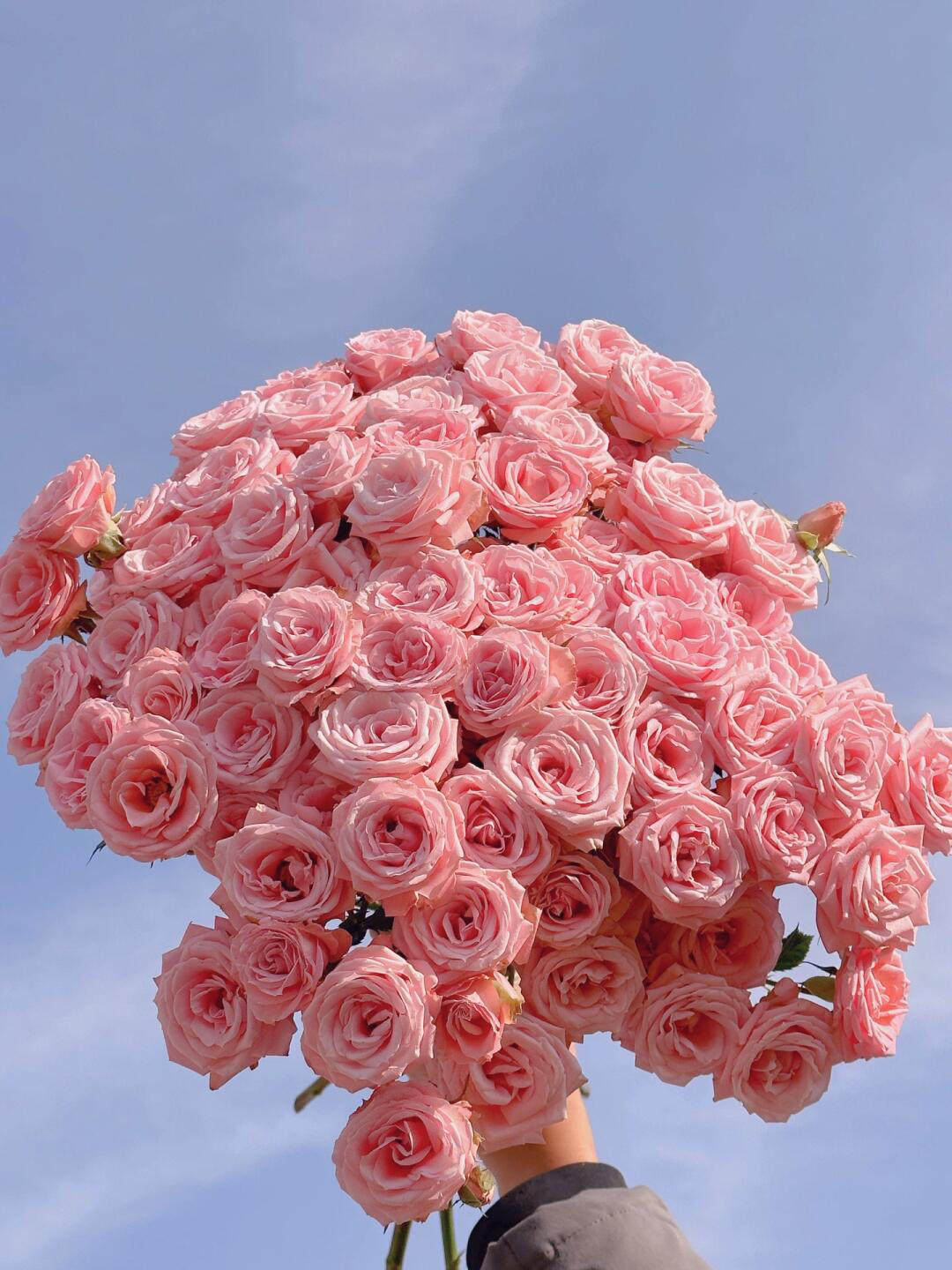 日本引进种植a粉色多头玫瑰露露公主全店鲜花顺风航空包邮鲜切花