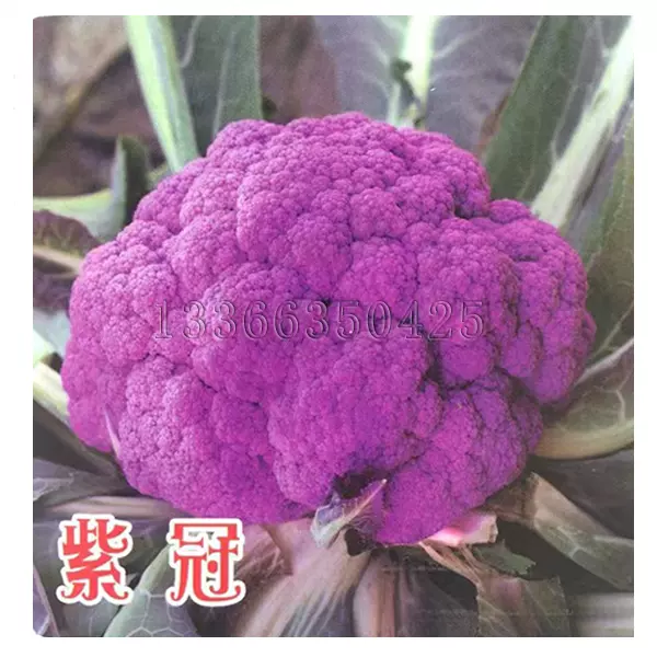 紫冠花菜种子秋播紫色花椰菜种子紫红色菜花种子特色蔬菜种子